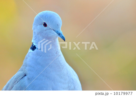 pigeon 10179977
