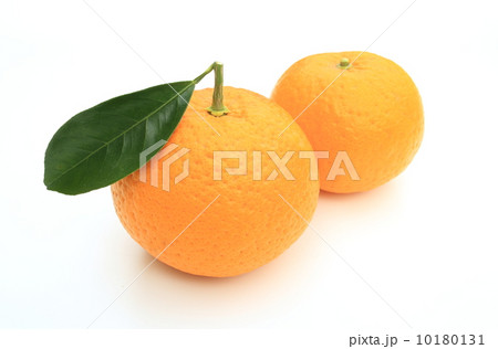甘夏 甘夏 10180131