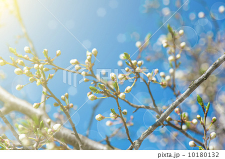 Apricot tree flower Apricot tree flower 10180132