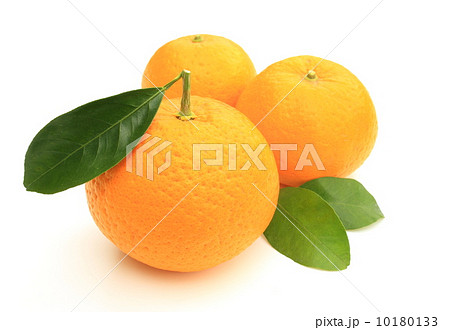 甘夏 甘夏 10180133