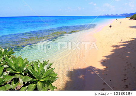 米原ビーチ 透明な海 米原ビーチ 透明な海 10180197