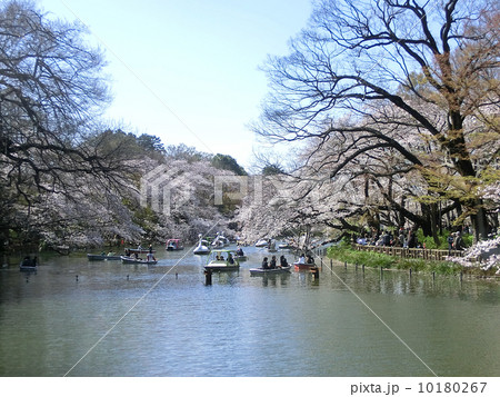 井の頭公園の桜(東京都三鷹市) 井の頭公園の桜(東京都三鷹市) 10180267