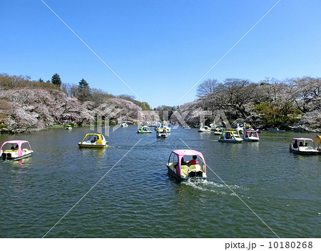 井の頭公園の桜(七井橋から) 井の頭公園の桜(七井橋から) 10180268