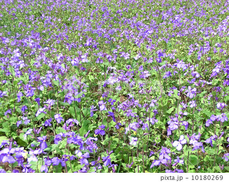 ムラサキハナナ ムラサキハナナ 10180269