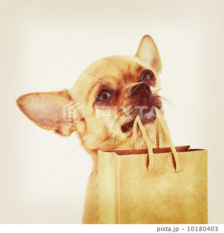 Red chihuahua dog with recycle paper bag. 10180403