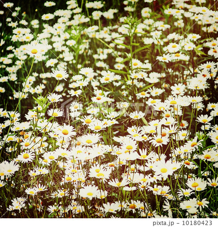 Green flowering meadow with white daisies. 10180423