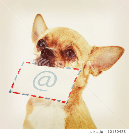 Red chihuahua dog with post envelope and icon e-male. 10180428