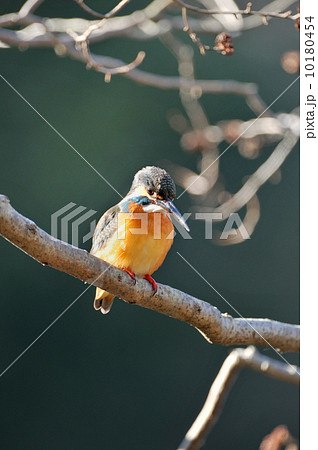 止り木のカワセミ 10180454