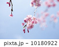 桜 10180922