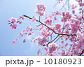 桜 10180923