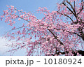 しだれ桜 10180924