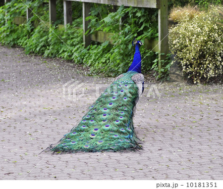 Peacock Peacock 10181351