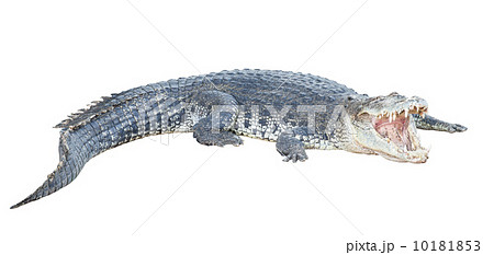 crocodile open jaw 10181853