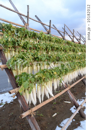 大根【横】 10182012