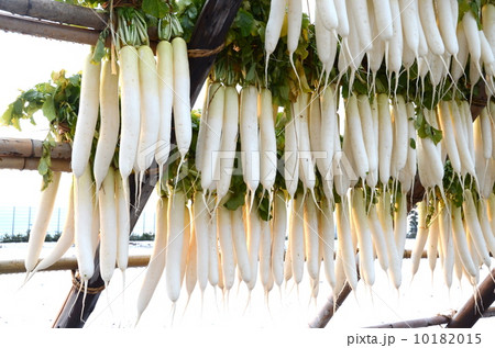 大根【横】 10182015