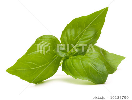 Sweet basil leaves Sweet basil leaves 10182790