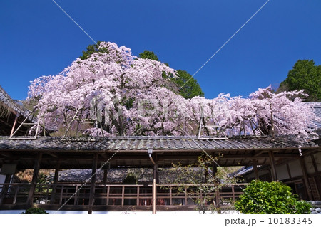 十輪寺の業平桜 十輪寺の業平桜 10183345