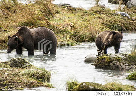 Brown Bear Brown Bear 10183365