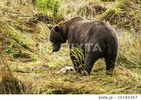 Brown Bear 10183367