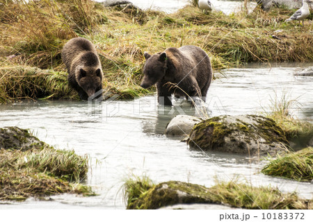 Brown Bear Brown Bear 10183372