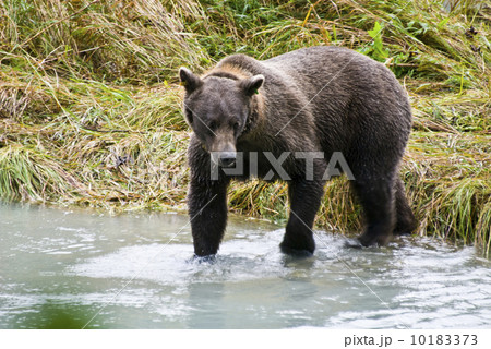 Brown Bear Brown Bear 10183373