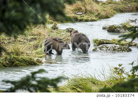 Brown Bear Brown Bear 10183374