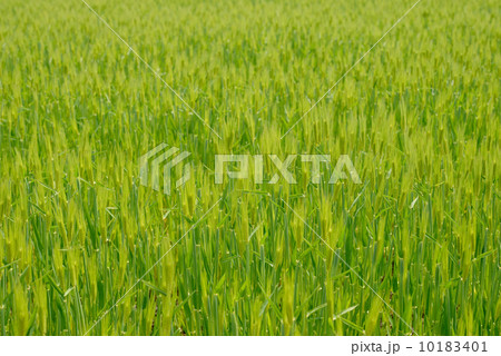 麦畑 麦畑 10183401