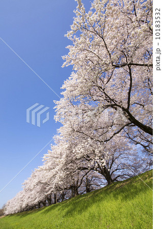 ソメイヨシノ桜並木 ソメイヨシノ桜並木 10183532