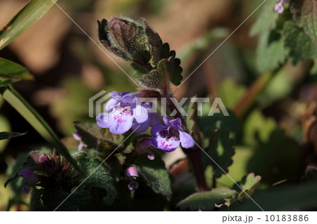 自然　植物　開いたばかりのカキドオシの花 10183886