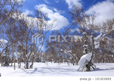 冬の樹木の写真素材 1018