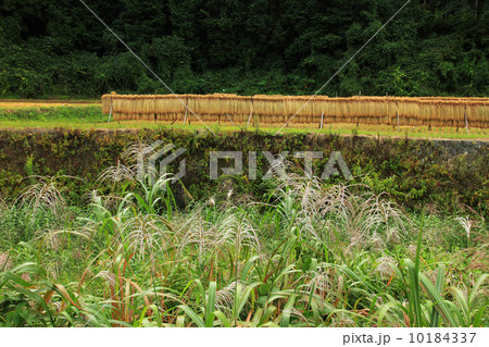 栃木県簑沢の棚田 10184337