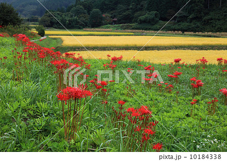 栃木県簑沢の棚田 10184338