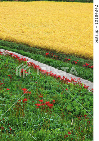 栃木県簑沢の棚田 10184342