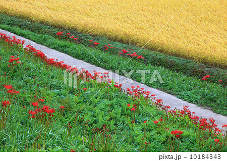 栃木県簑沢の棚田 10184343