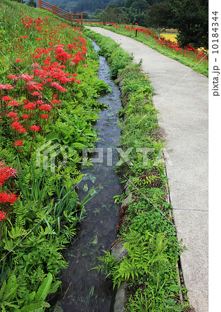 栃木県簑沢の棚田 10184344