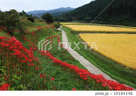 栃木県簑沢の棚田 10184348