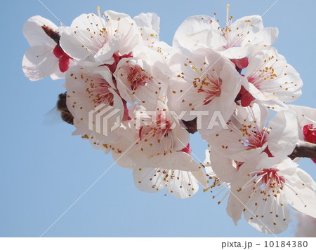 アンズ花　01 10184380