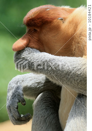 テングザル 10184421