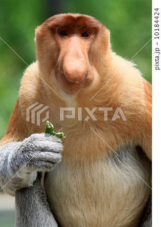 テングザル 10184424