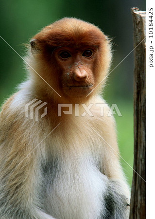 テングザル 10184425