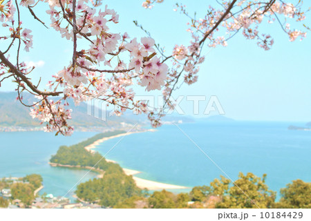 桜 10184429