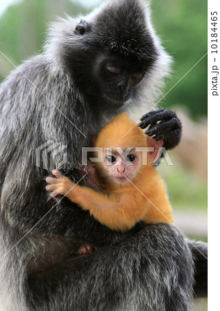 シルバーリーフモンキー シルバーリーフモンキー 10184465