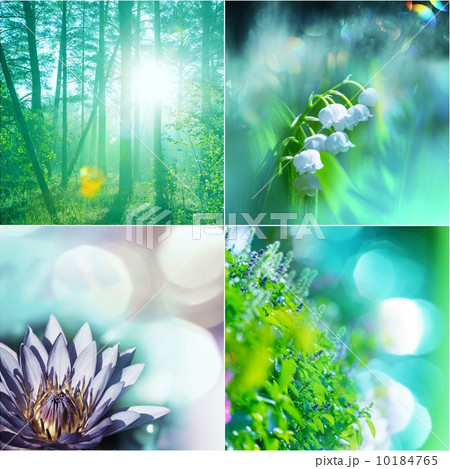 Flowers collage 10184765