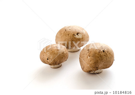 マッシュルーム 10184816