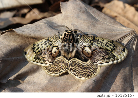 森の芸術イボタガ 10185157