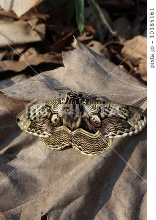 森の芸術イボタガ 10185161