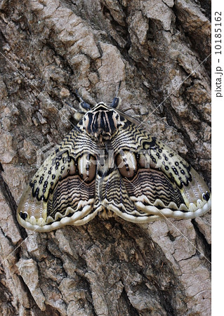 森の芸術イボタガ 森の芸術イボタガ 10185162