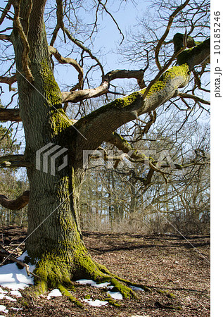 Old big oak Old big oak 10185246
