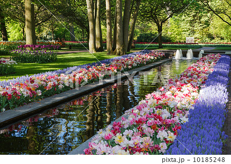 Keukenhof - Largest flower garden in Europe - Holland 10185248