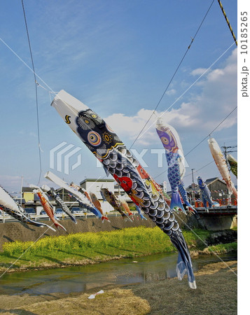 鯉のぼり 10185265